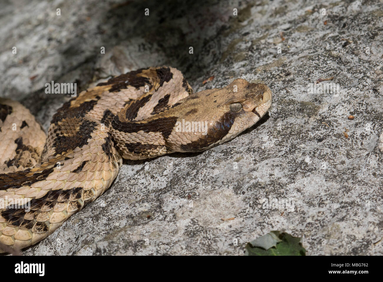 Nahaufnahme eines Erwachsenen canebrake Klapperschlange. Stockfoto