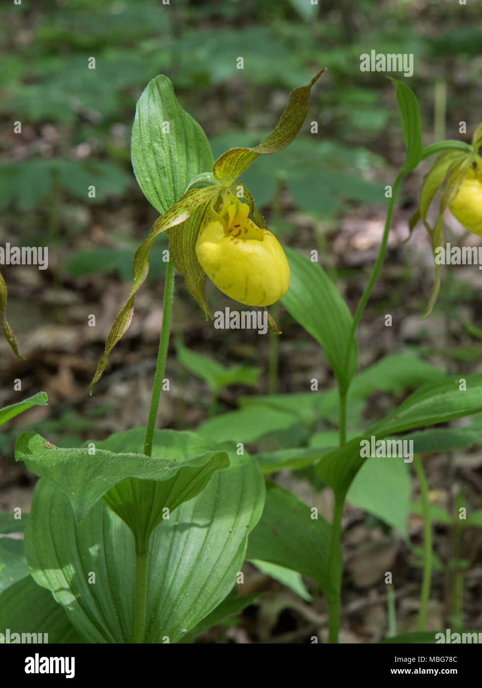 Von einem blühenden gelben lady-Slipper. Stockfoto