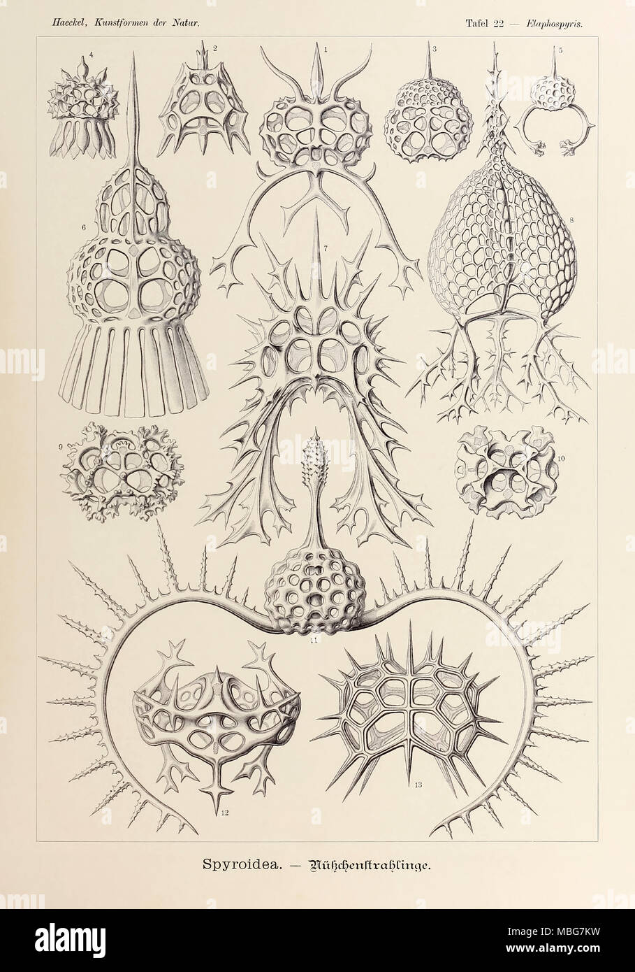 Platte 22 Elaphospyris Spyroidea von 'Kunstformen der Natur' (Kunstformen in der Natur), illustriert von Ernst Haeckel (1834-1919). Weitere Informationen finden Sie unten. Stockfoto