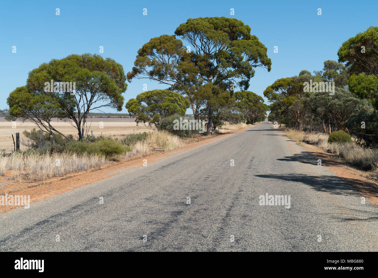 Endlose Straße mit markanten Bäumen, Outback von Western Australia Stockfoto
