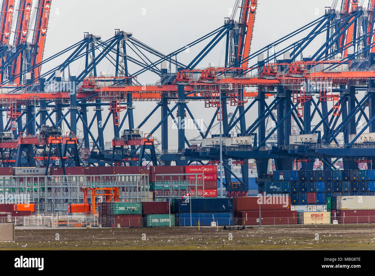 Der Hafen von Rotterdam, Niederlande, Deep-sea port Maasvlakte 2, auf einer künstlich geschaffenen Land Bereich vor der ursprünglichen Küste, Euromax Contai Stockfoto
