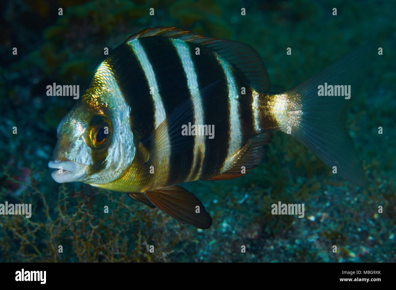 Zebra Goldbrasse (Diplodus cervinus) in Mar de las Calmas Marine Reserve (El Hierro, Kanarische Inseln, Spanien) Stockfoto