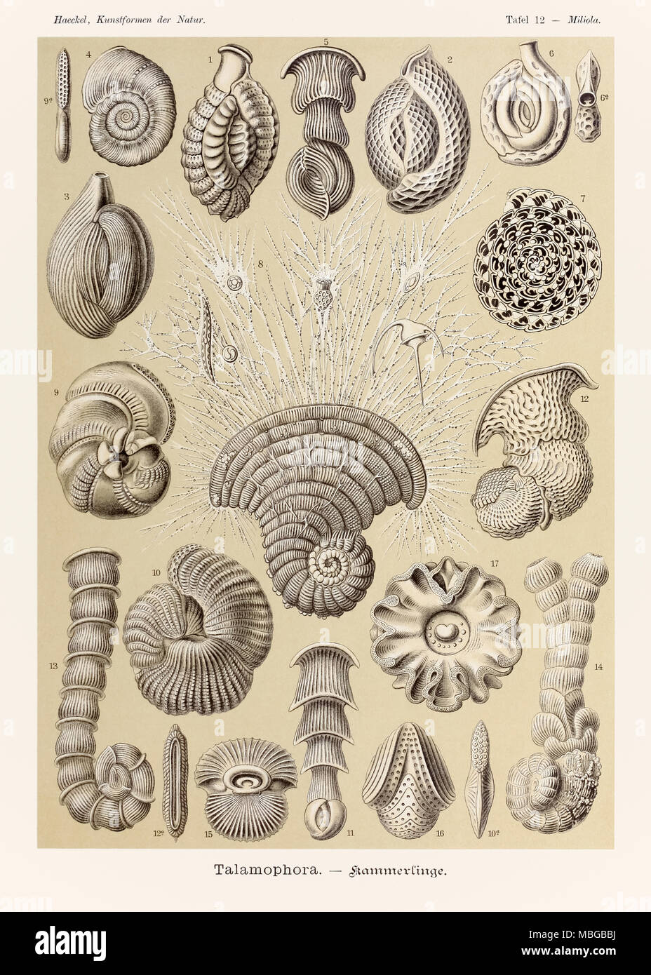 Platte 12 Miliola Talamophora von 'Kunstformen der Natur' (Kunstformen in der Natur), illustriert von Ernst Haeckel (1834-1919). Weitere Informationen finden Sie unten. Stockfoto