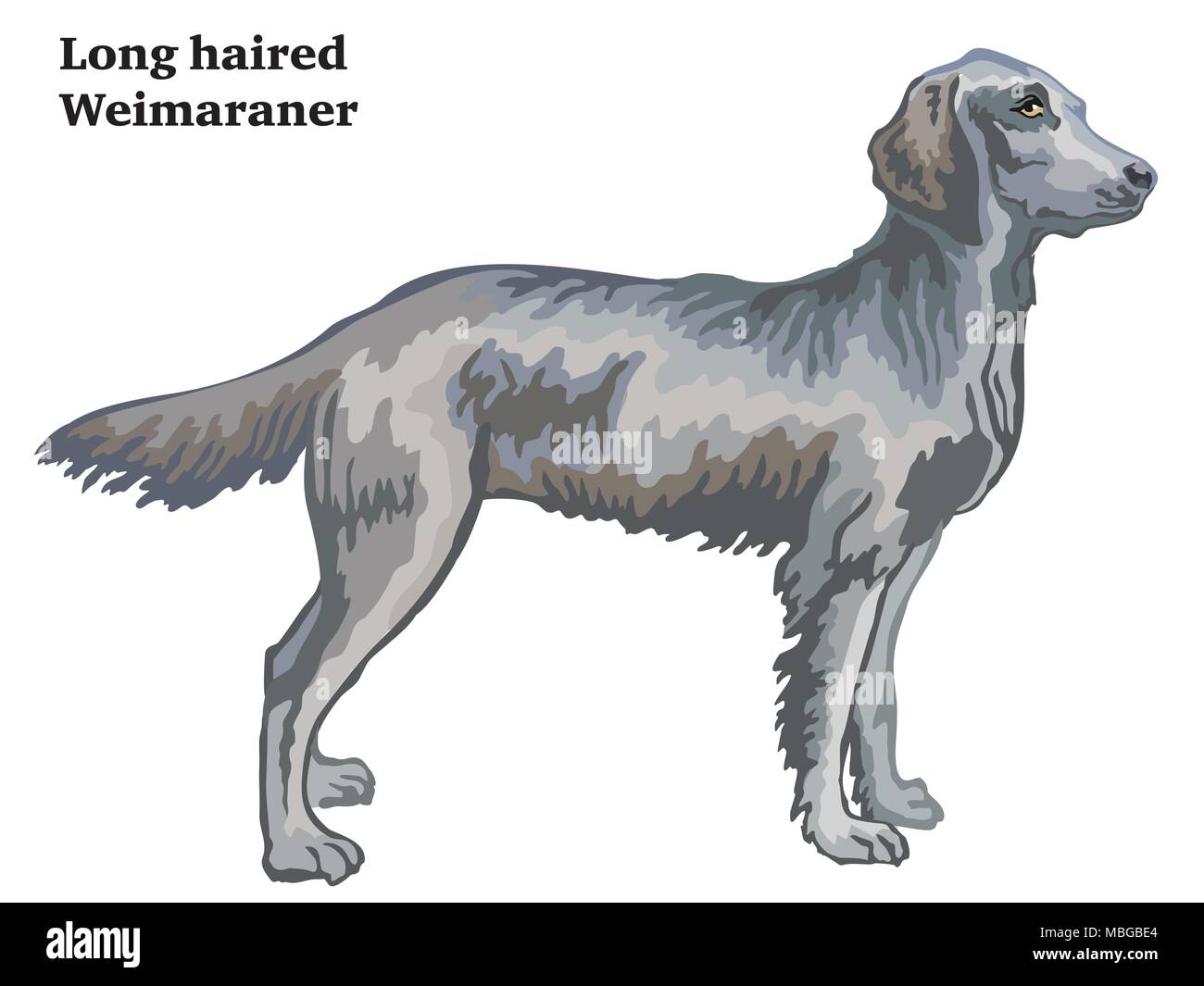 Bunt dekorativ Portrait von ständigen im Profil langhaar Weimaraner, Vektor isoliert Abbildung auf weißem Hintergrund Stock Vektor
