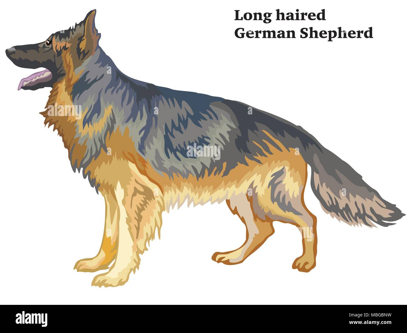 Bunt dekorativ Portrait von ständigen im Profil langhaar Schäferhund, Vektor isoliert Abbildung auf weißem Hintergrund Stock Vektor