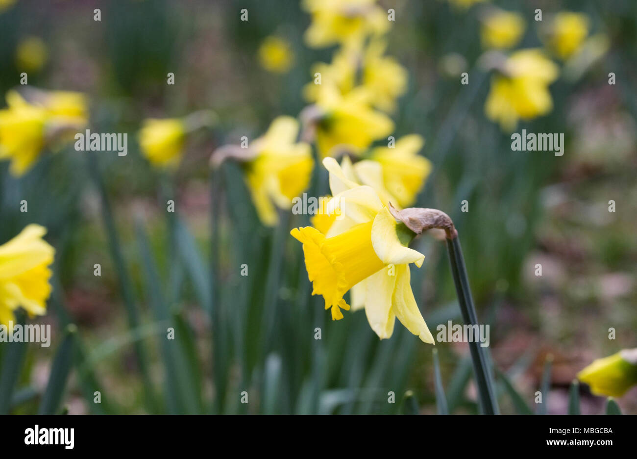 Narzissen im Februar. Der frühe Frühling Narzissen. Stockfoto