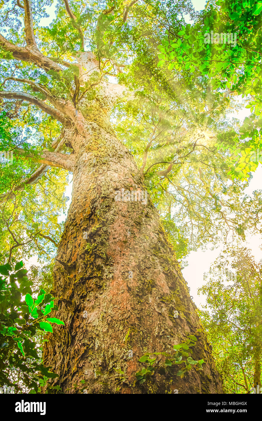 Ansicht von unten großer Baum mit Sonnenstrahlen, ein riesiges Outeniqua Gelb Holz, 1000 Jahre alten im Tsitsikamma Forest National Park in der Nähe von Storms River, Garden Route, Eastern Cape, Südafrika. Vertikale erschossen. Stockfoto