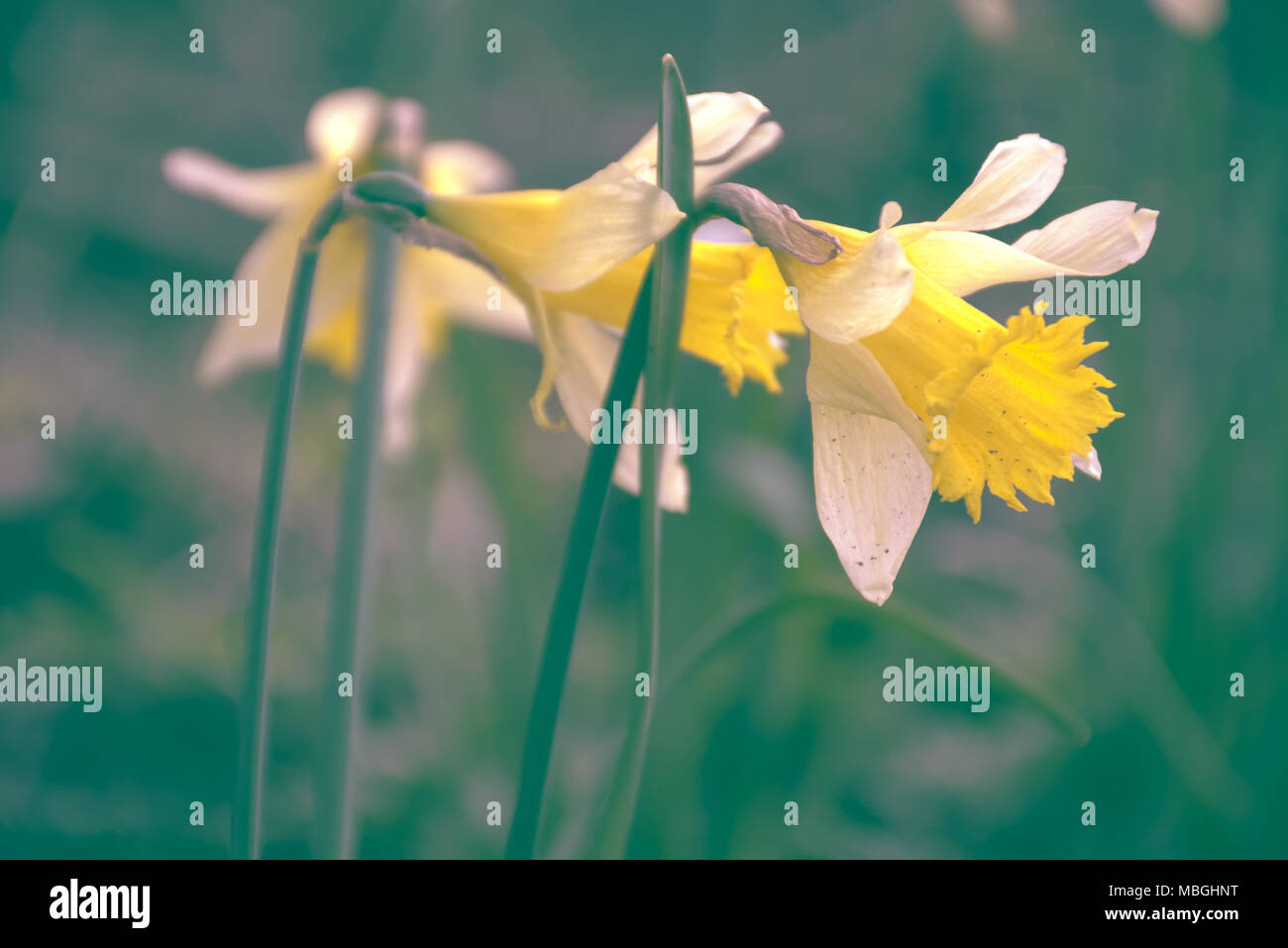 Narzissen Blumen auf britische Wiese im Frühling. Natur uk. Frühling blühen uk, British Frühlingsblumen. Stockfoto