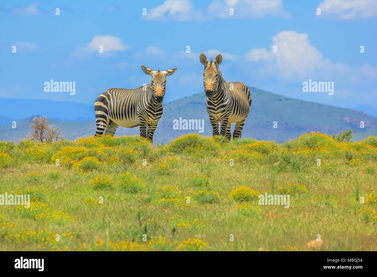 Zwei frontale Cape Mountain Zebra, Equus Zebra in blühenden Wiesen von Zebra Mountain National Park, Eastern Cape, Südafrika. Der Park ist in der Nähe des Bankberg Berge und der Großen Karoo. Stockfoto