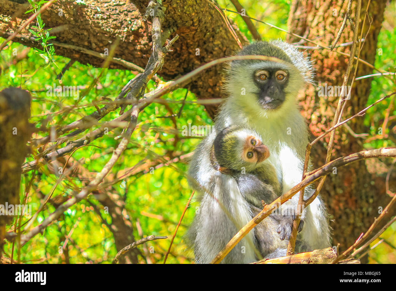Monkey Mutter, Chlorocebus pygerythrus, kümmert sich um Ihr Baby auf Baum in Mountain Zebra National Park, Eastern Cape, Südafrika. Der Park ist in der Nähe des Bankberg Berge und Großen Karoo. Stockfoto