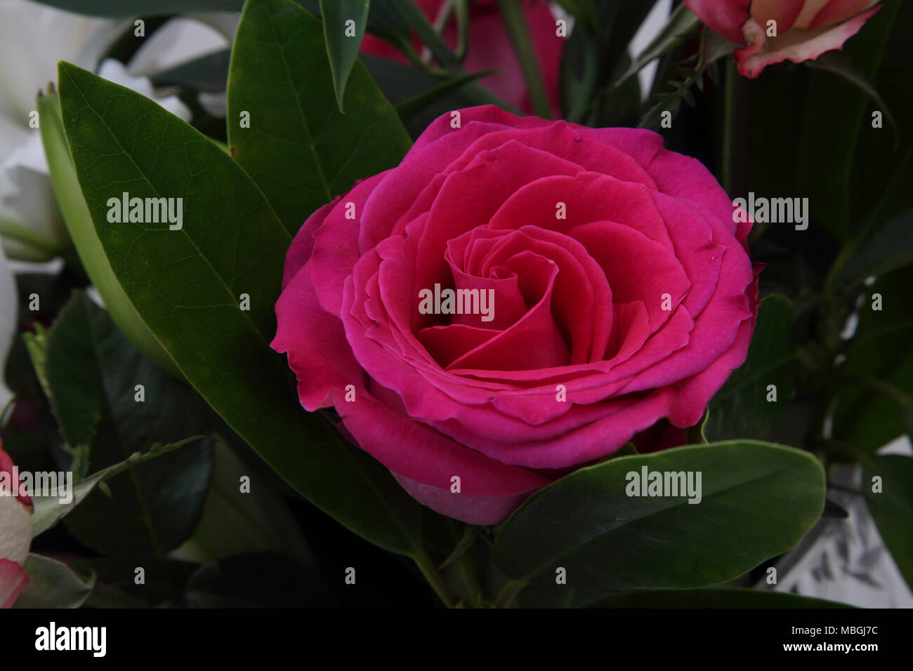 Die Zustellung der Blumen in der Nähe von Rosa Rose Stockfoto