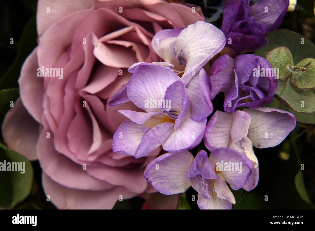 Blumenstrauß Mauve Rose und Freesien Stockfoto