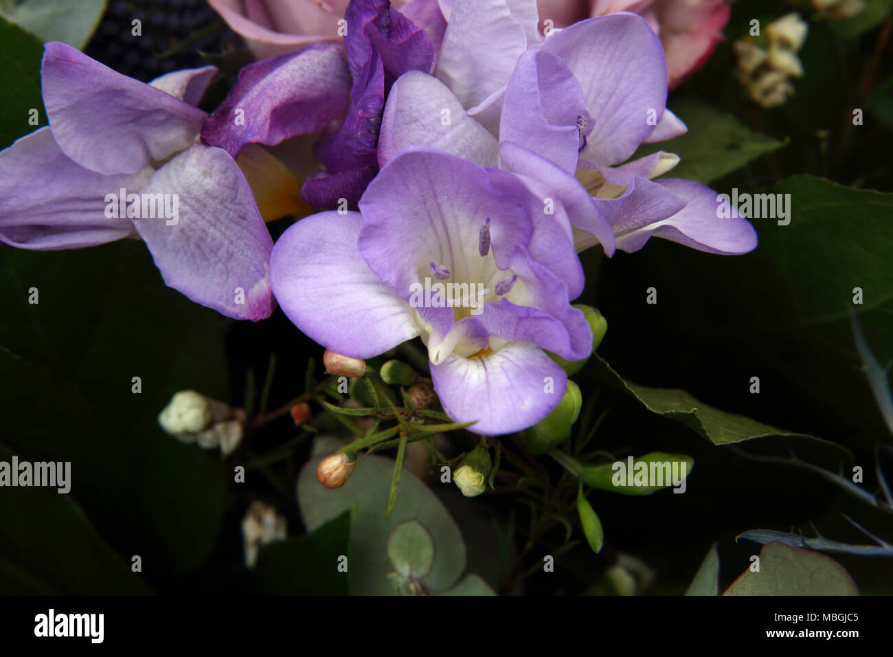 Blumenstrauß Mauve Freesien Stockfoto