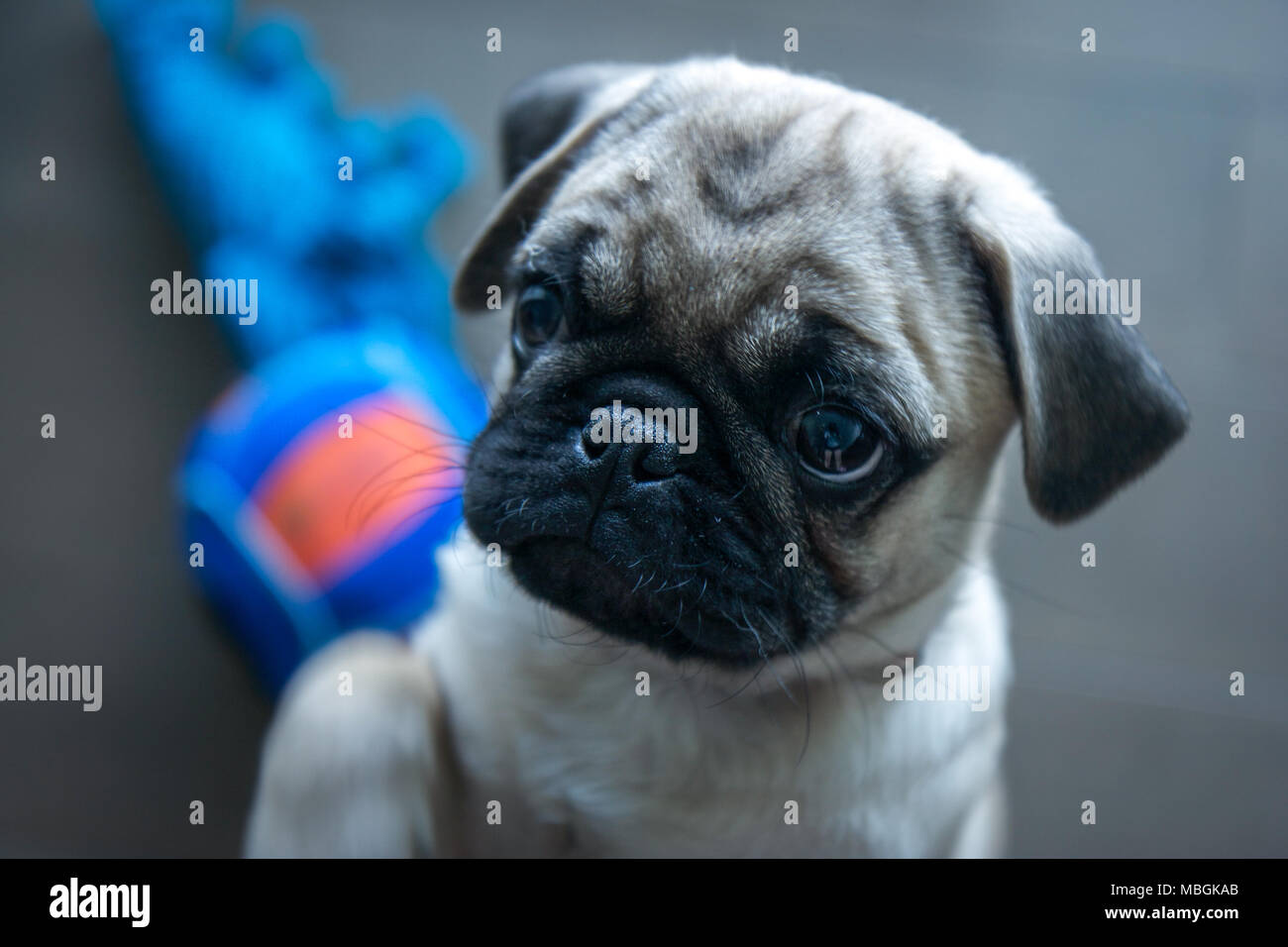 Mops Welpen zu Betteln Stockfoto