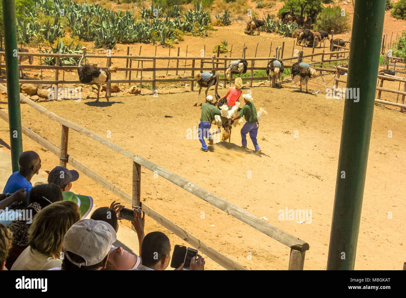 Oudtshoorn, Südafrika - Dec 29, 2013: Die Menschen während der strauße Tour an der Cango Ostrich Show Farm mit der letzten Demonstration, bei dem ein Freiwilliger Frau reitet ein Strauß. Touristenattraktion in Oudtshoorn. Stockfoto