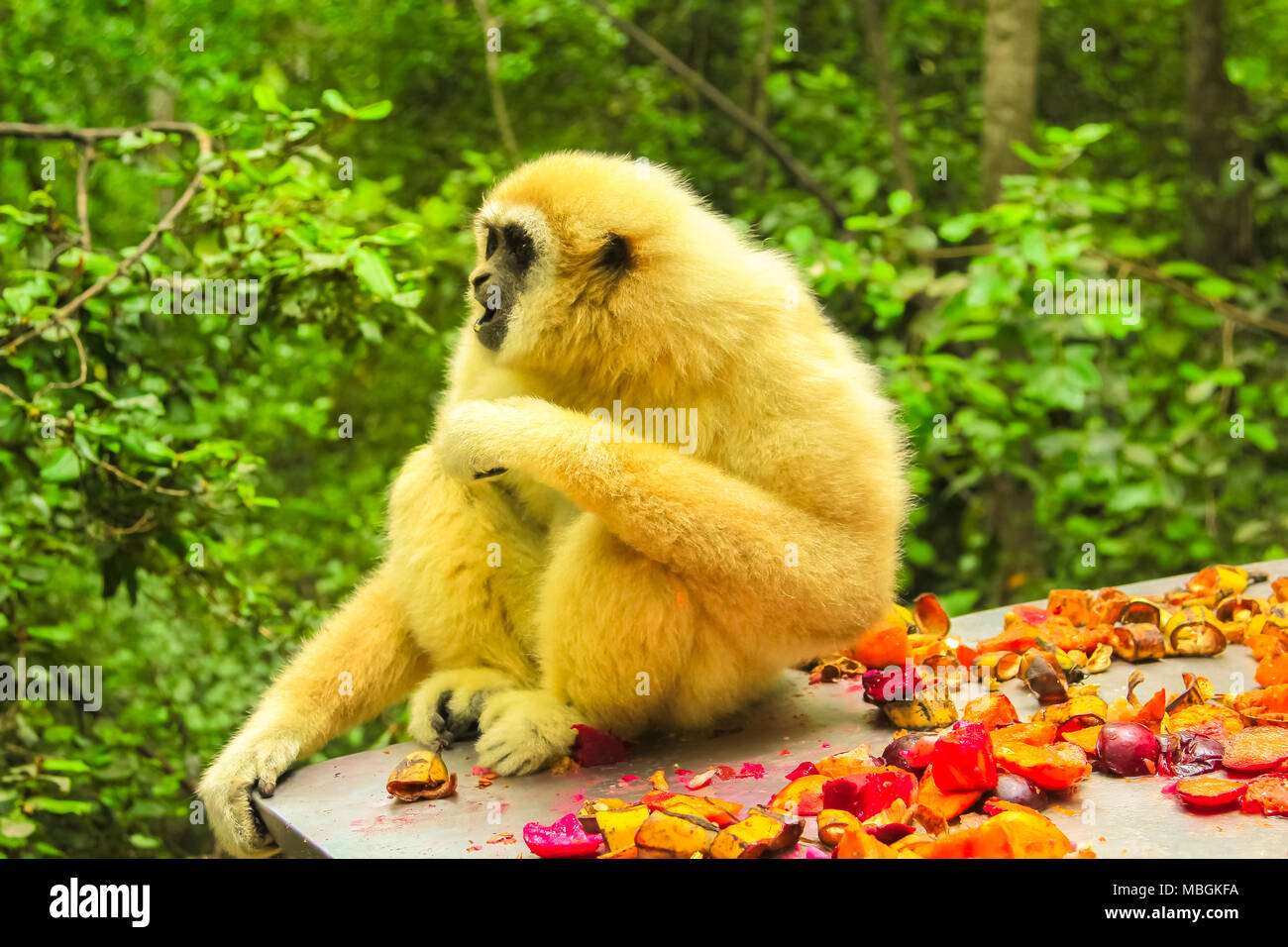 Lar Gibbon Affe. Gibbon Essen im Wald, hylobates Lar Arten in Indonesien, Malaysia und Thailand zwischen Südwesten Chinas zu Thailand und Birma in tropischen Regenwäldern Stockfoto