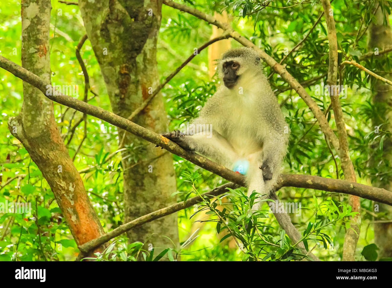 Meerkatze. Blaue Hoden Affe auf einem Baum in der Afrikanischen Wald, Chlorocebus Pygerythrus Arten leben in südöstlicher Teil von Afrika. Stockfoto