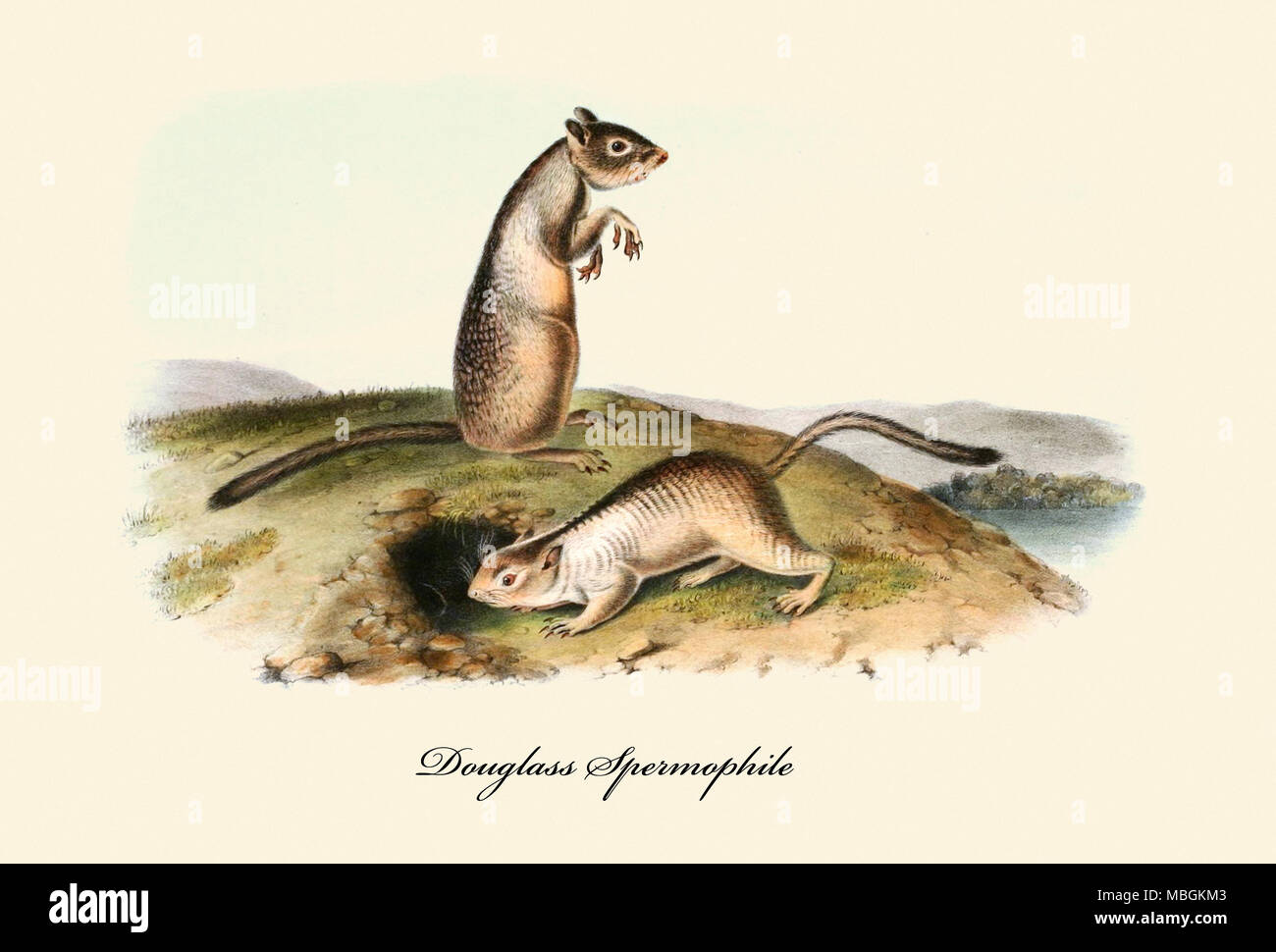 Spermophil Fotos und Bildmaterial in hoher Auflösung Alamy