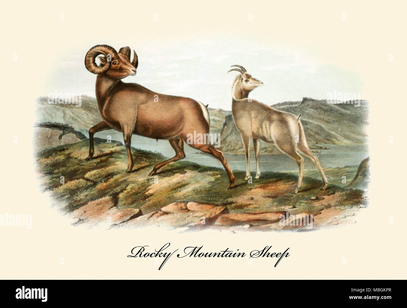 Rocky Mountain Schafe Stockfoto