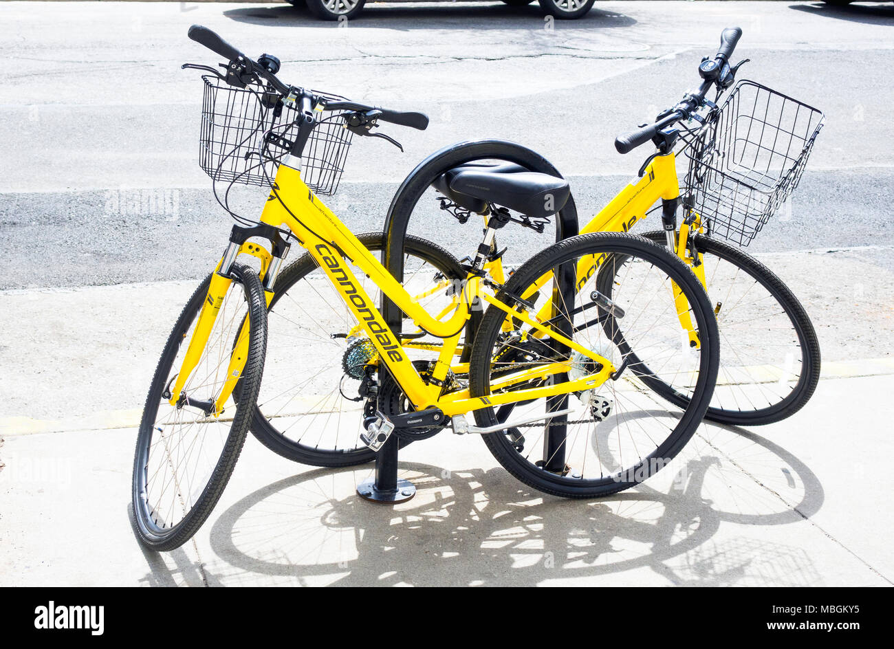 Zwei gelb Cannondale Rennräder für Frauen zu einem Bike post gesichert Stockfoto