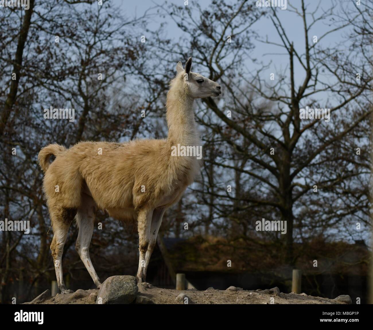 Lama glama, Lama Alpaka - Porträt von niedlichen Lamas Stockfoto