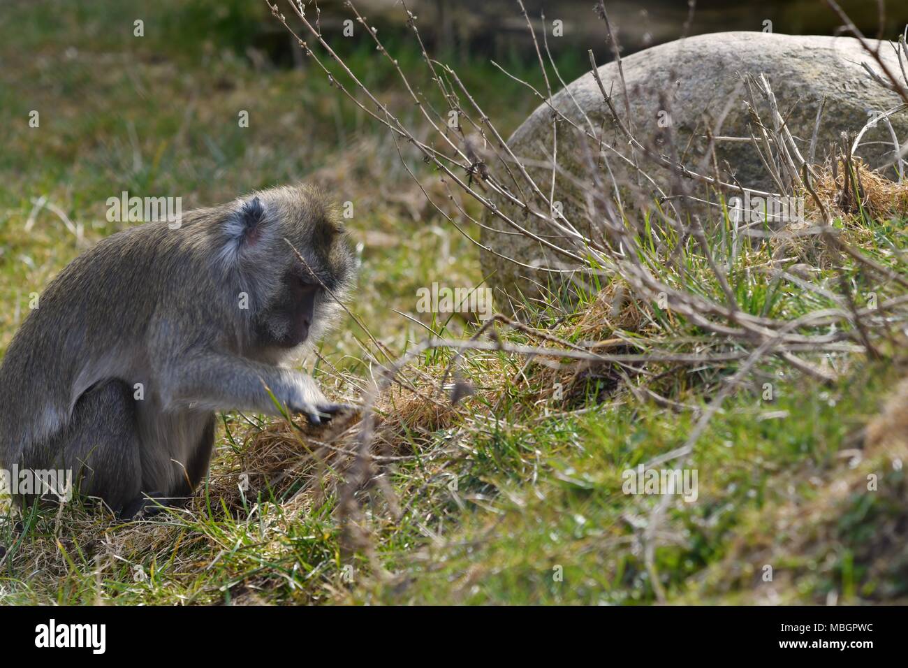 Rhesus affe -Fotos und -Bildmaterial in hoher Auflösung – Alamy