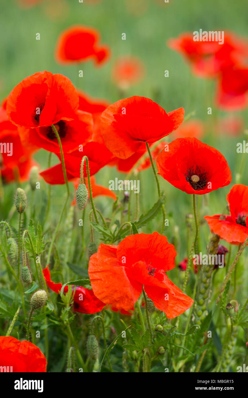 Wundervolle Mohnfeld Ende Mai. Landschaft mit schönen Sonnenuntergang über mohnfeld. Roter Mohn close-up. Stockfoto