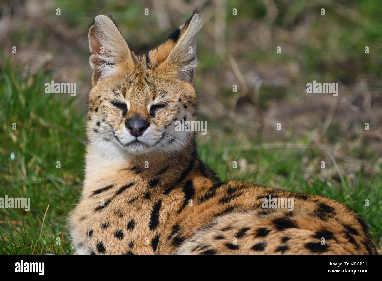 Leptailurus serval - wilde afrikanische Katze, Nahaufnahme, isolierte  Porträt Stockfotografie - Alamy