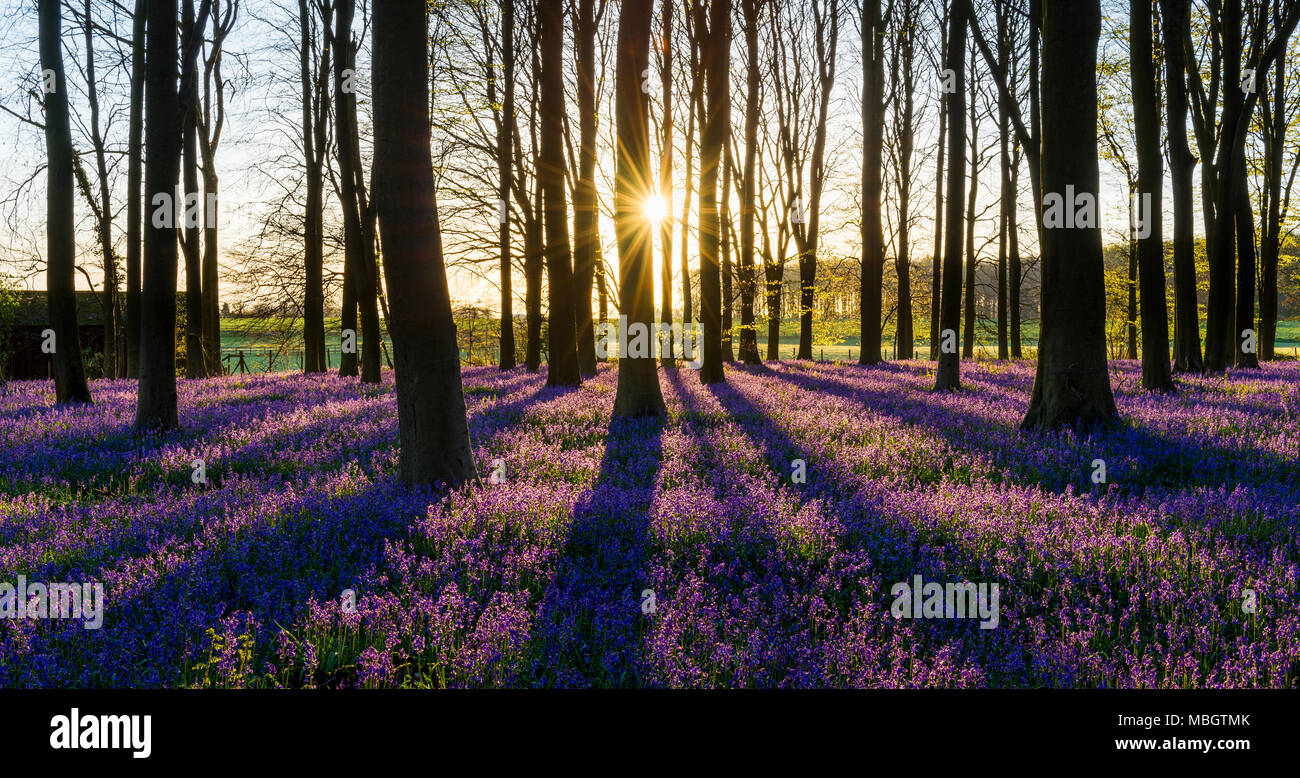 Sonnenaufgang in einem englischen Bluebell Wald im Frühling. King's Holz, Challock, Kent. Stockfoto