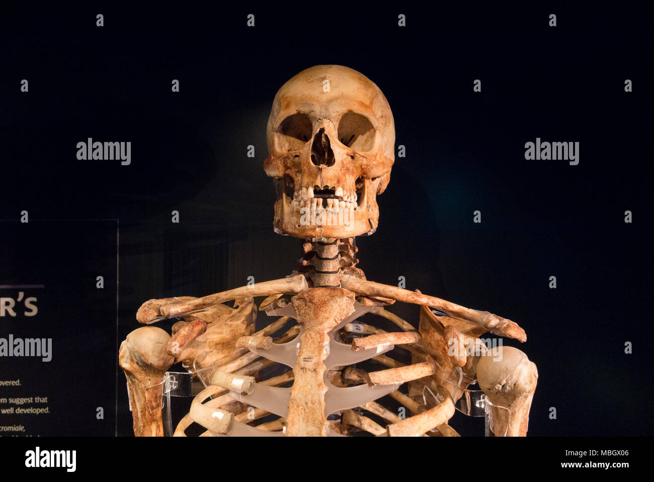 Als 'Archer' das Skelett Skelett Anzeige vom Wrack der Mary Rose zurückgewonnen wurde beschrieben. Die Mary Rose Museum, Historic Dockyard, Portsmouth, Großbritannien Stockfoto