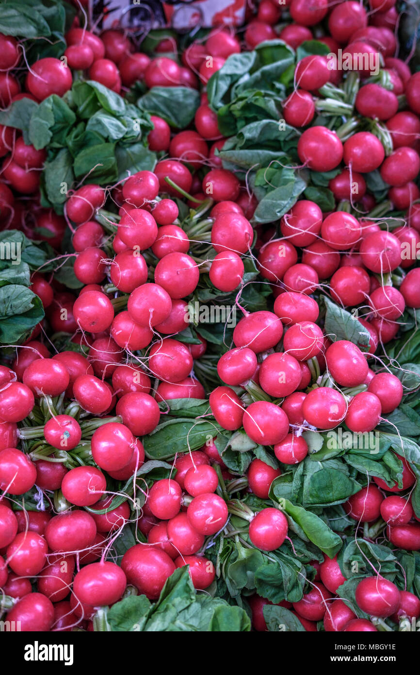 Rote Radieschen - Raphanus, Brassicaceae Stockfoto