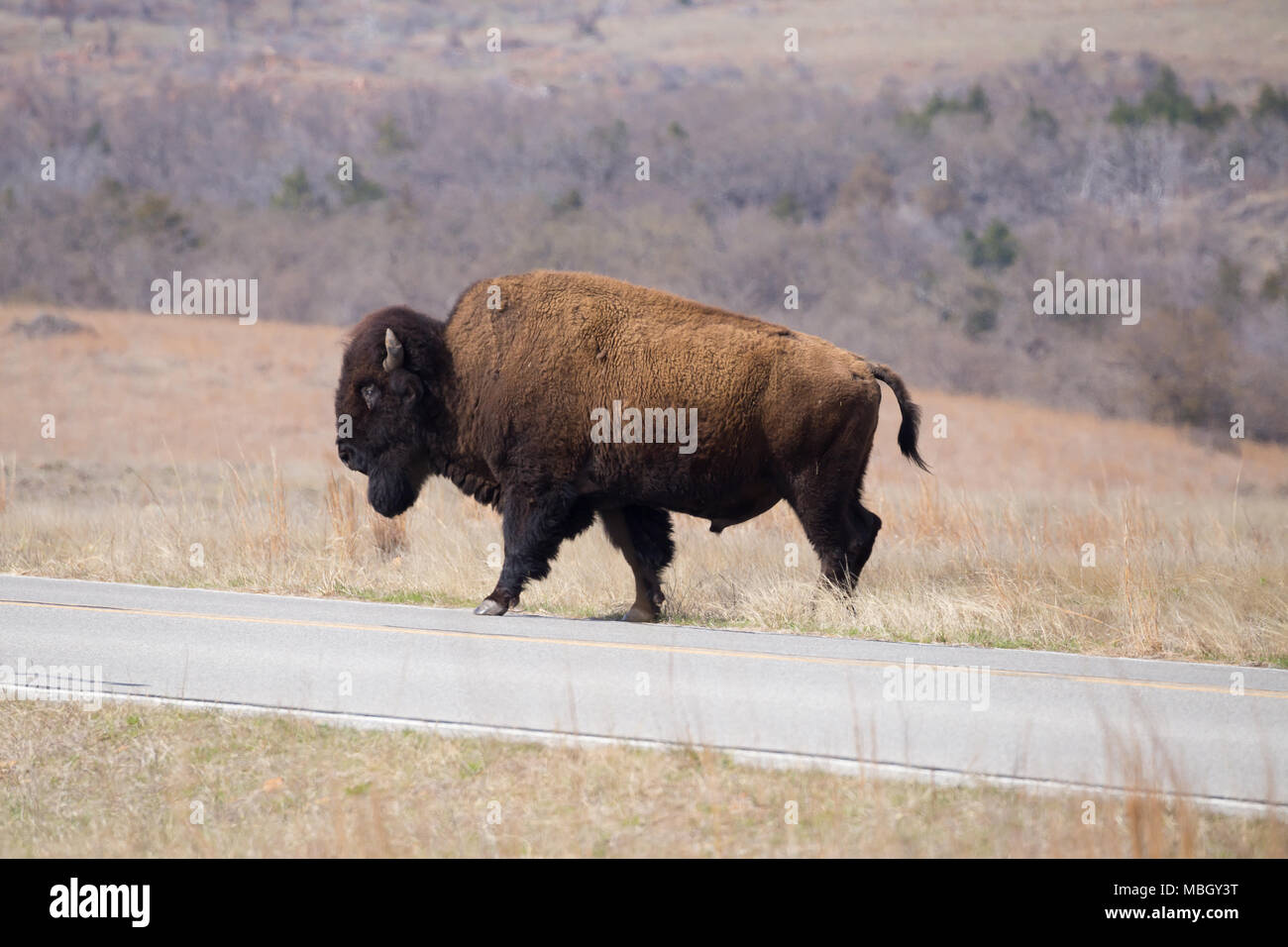 Ein großer Büffel ist über die Straße in Witchita Mountains Wildlife Reserve. Stockfoto