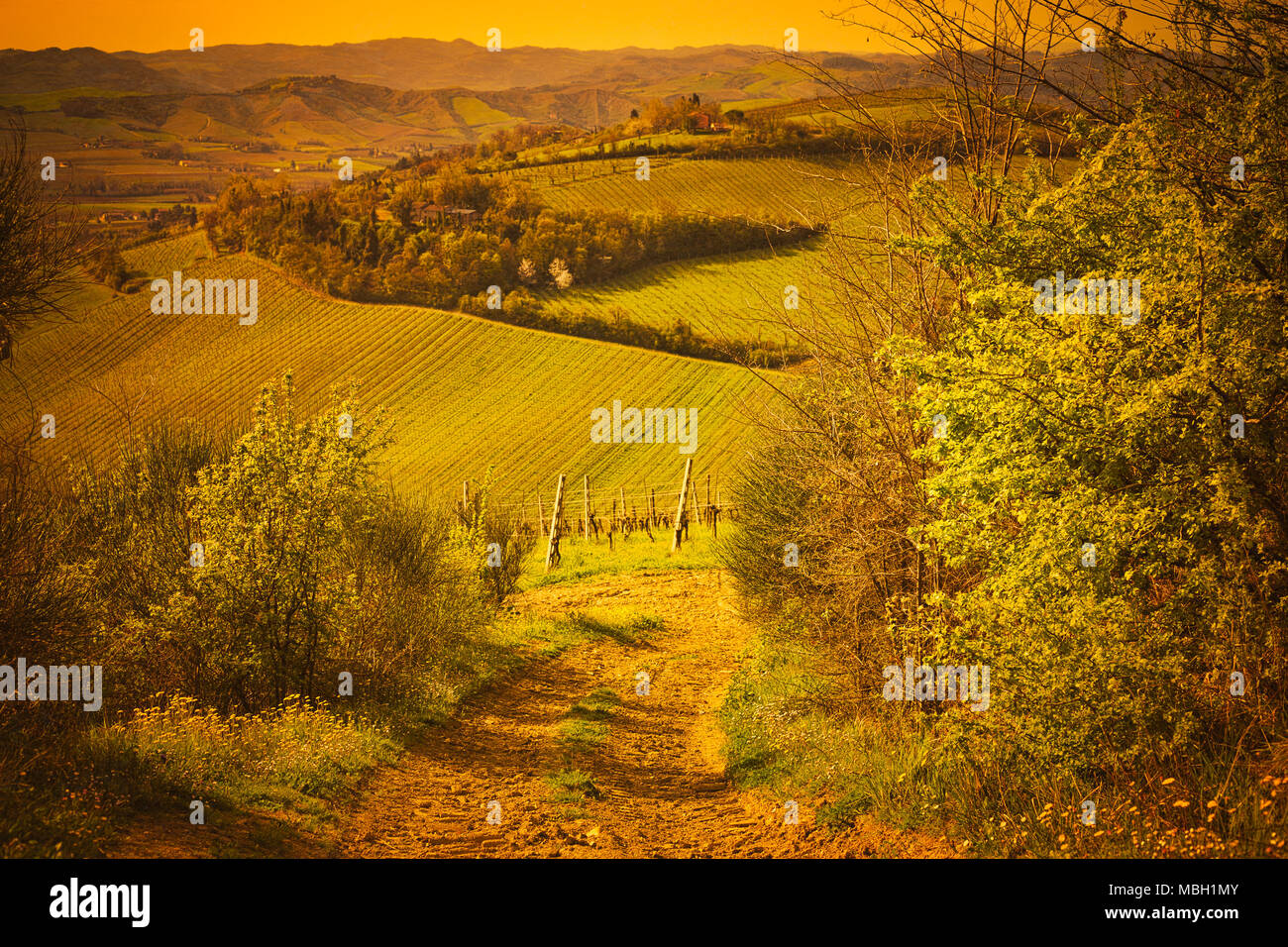 Orange Sonnenuntergang auf Feldwegen durch die grüne Reisig zu Vanishing Point Stockfoto