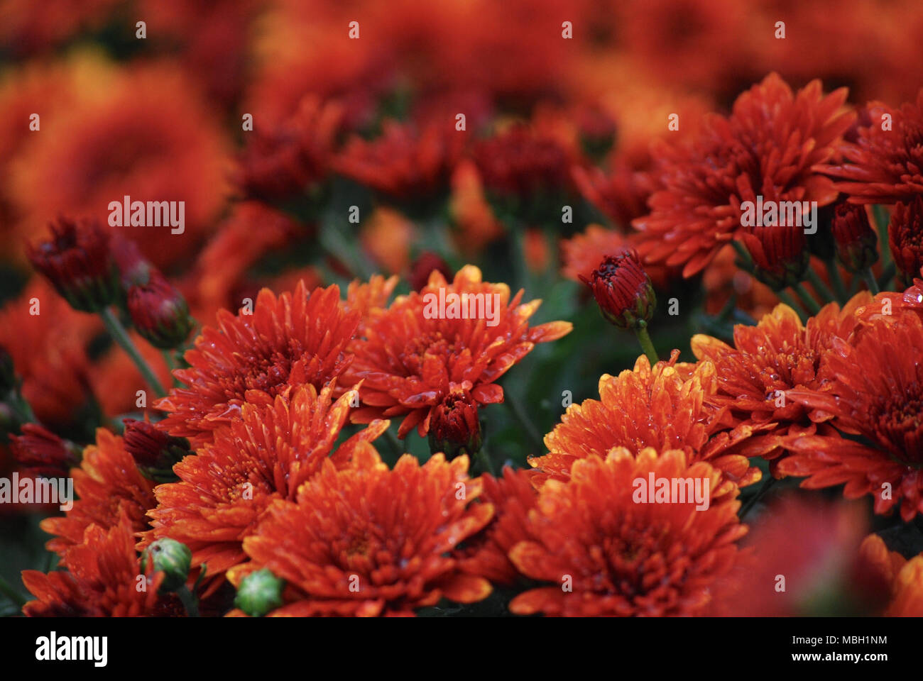 Herbst blühenden Chrysanthemen Stockfoto
