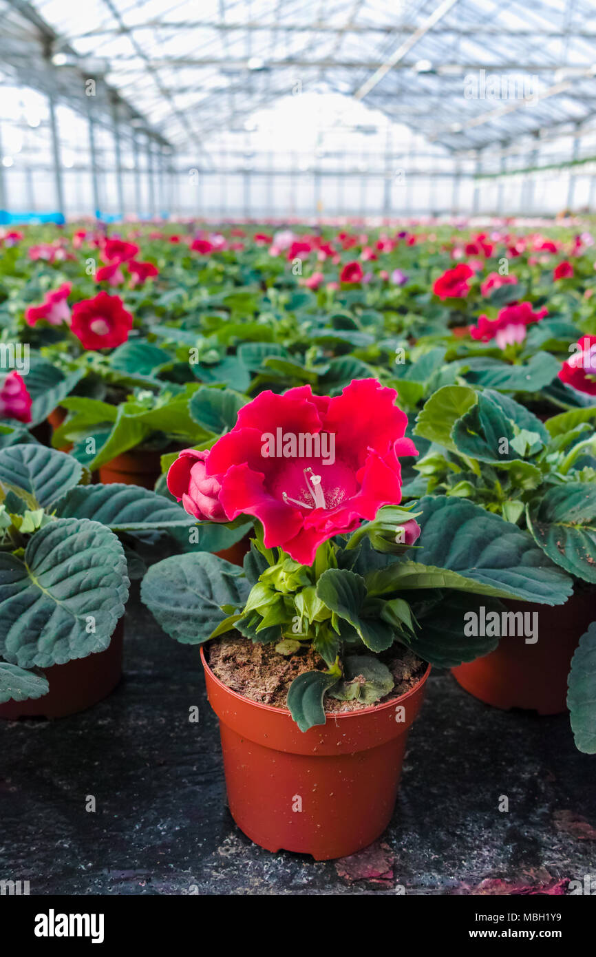 Die gloxinia blhen bunte Zimmerpflanzen kultiviert als dekorative oder  ornamentalen Blumen, wachsen im Gewchshaus Stockfotografie - Alamy