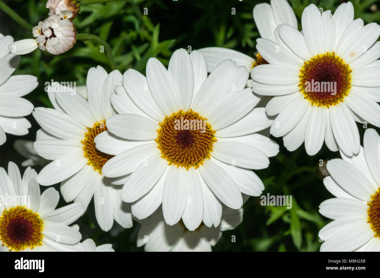 Marguerite Daisy, Paris Daisy, margarida Argyranthemum Stockfoto