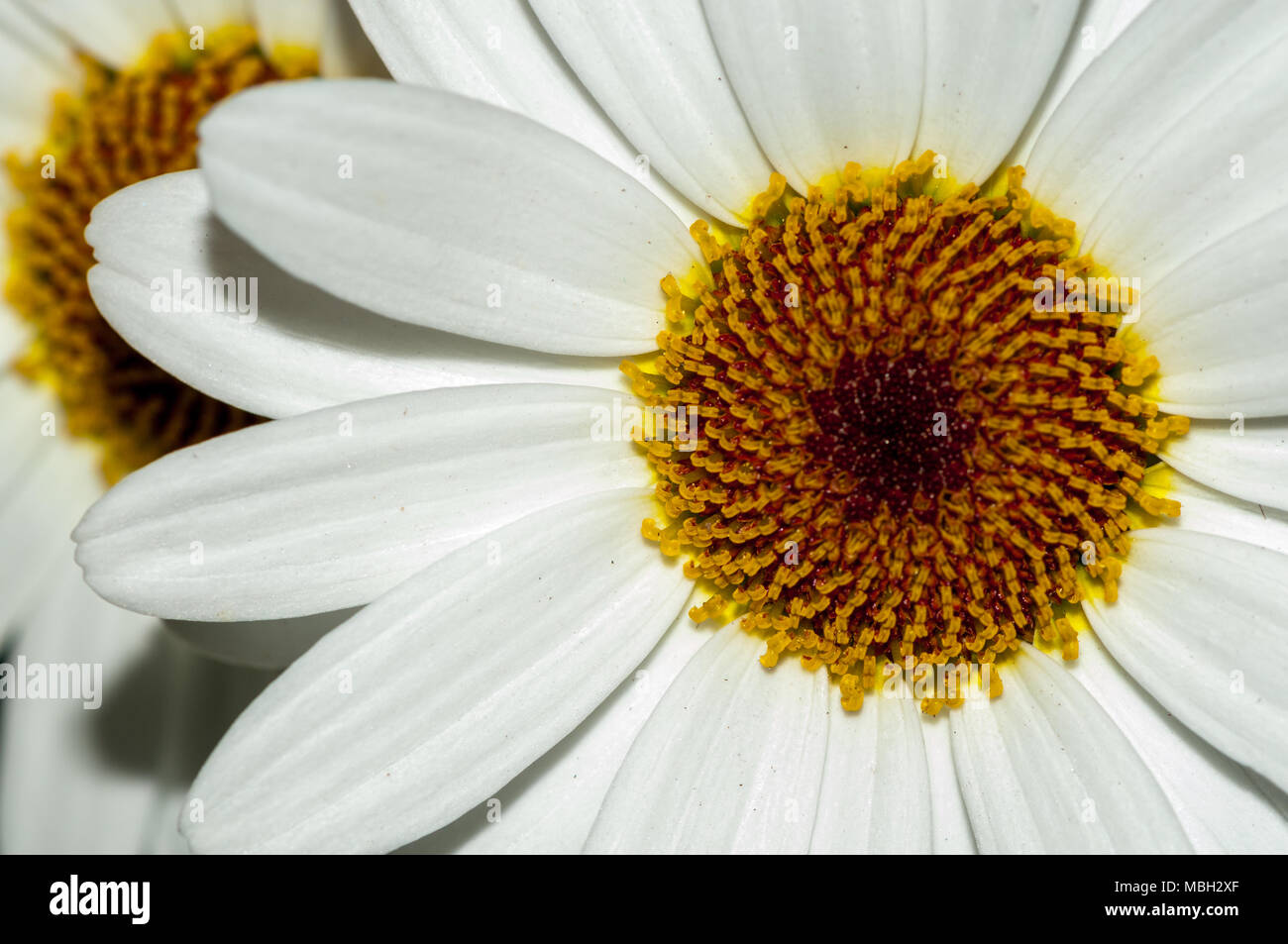 Marguerite Daisy, Paris Daisy, margarida Argyranthemum Stockfoto