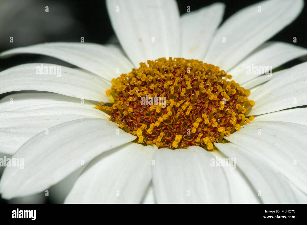 Marguerite Daisy, Paris Daisy, margarida Argyranthemum Stockfoto