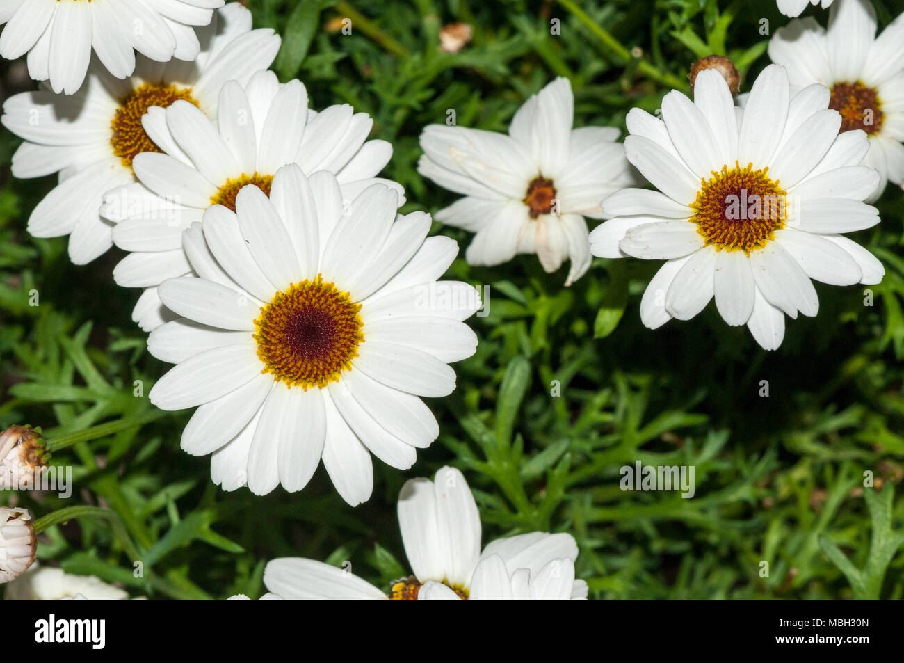 Marguerite Daisy, Paris Daisy, margarida Argyranthemum Stockfoto
