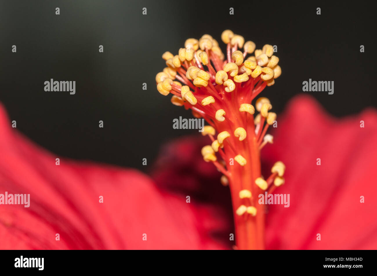 Hibiskus, Malvaceae, Hibiskus sp. Stockfoto