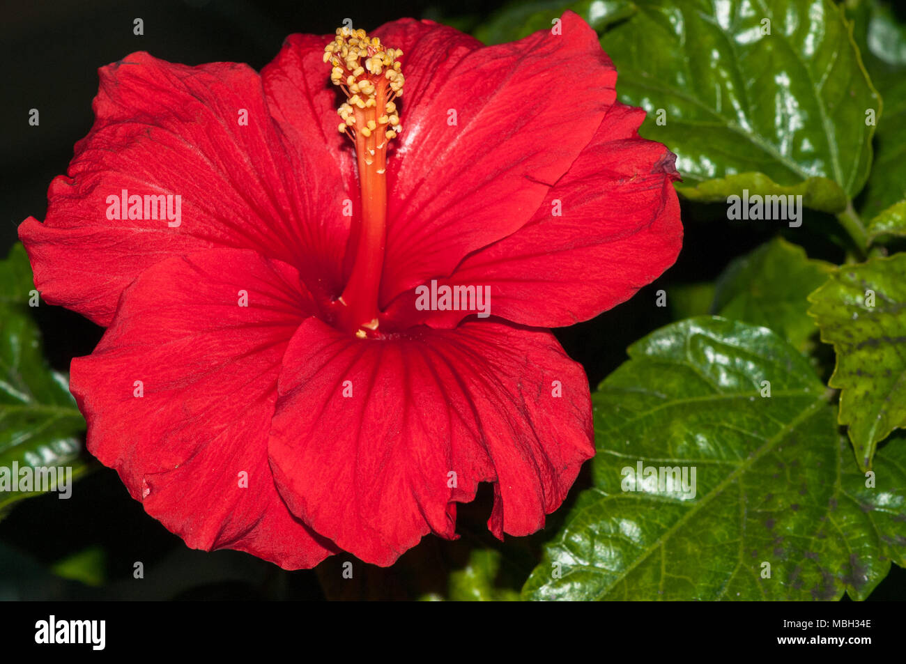 Hibiskus, Malvaceae, Hibiskus sp. Stockfoto