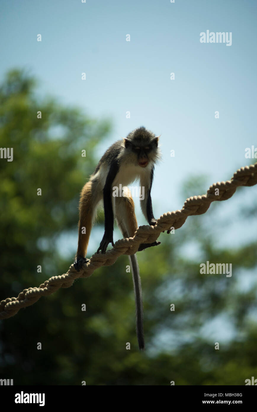 Dschungel Leben Stockfoto