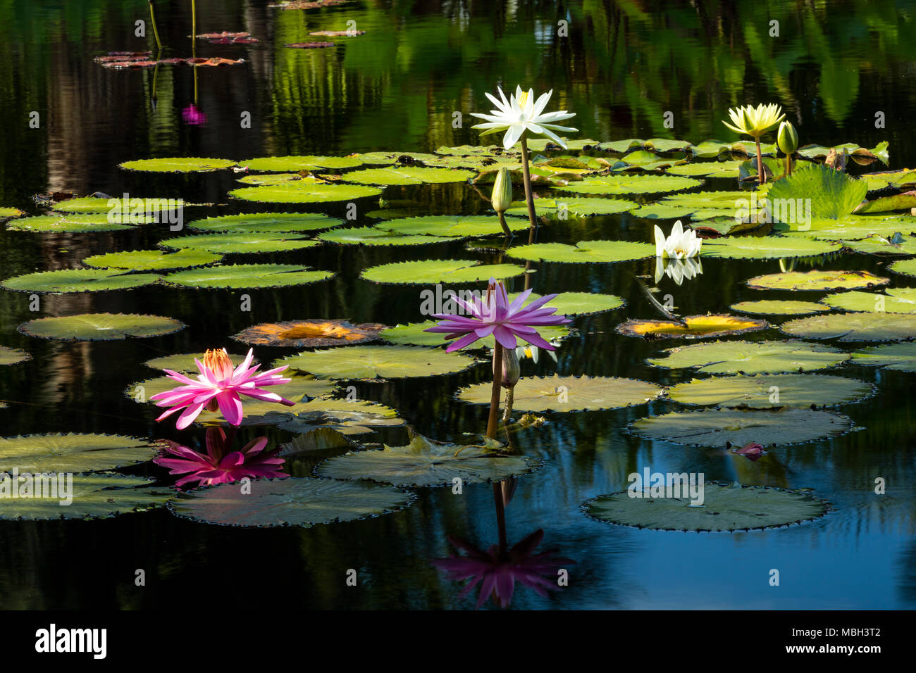 Nymphaeaceae - Seerosen im Teich im Naples Botanical Gardens, Naples, Florida, USA Stockfoto