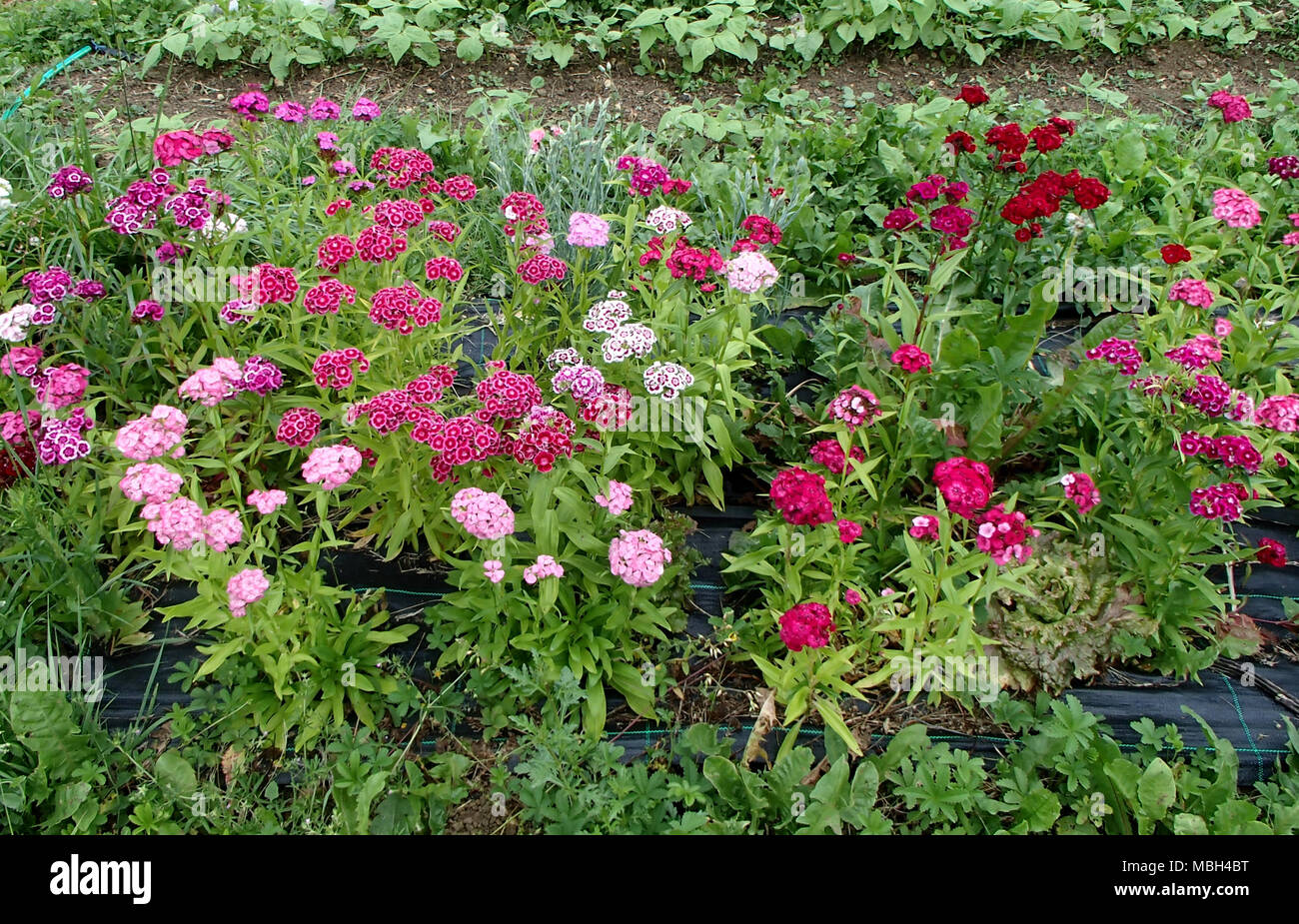 Kultiviert Sweet William Nelke rosa Blüten Stockfoto