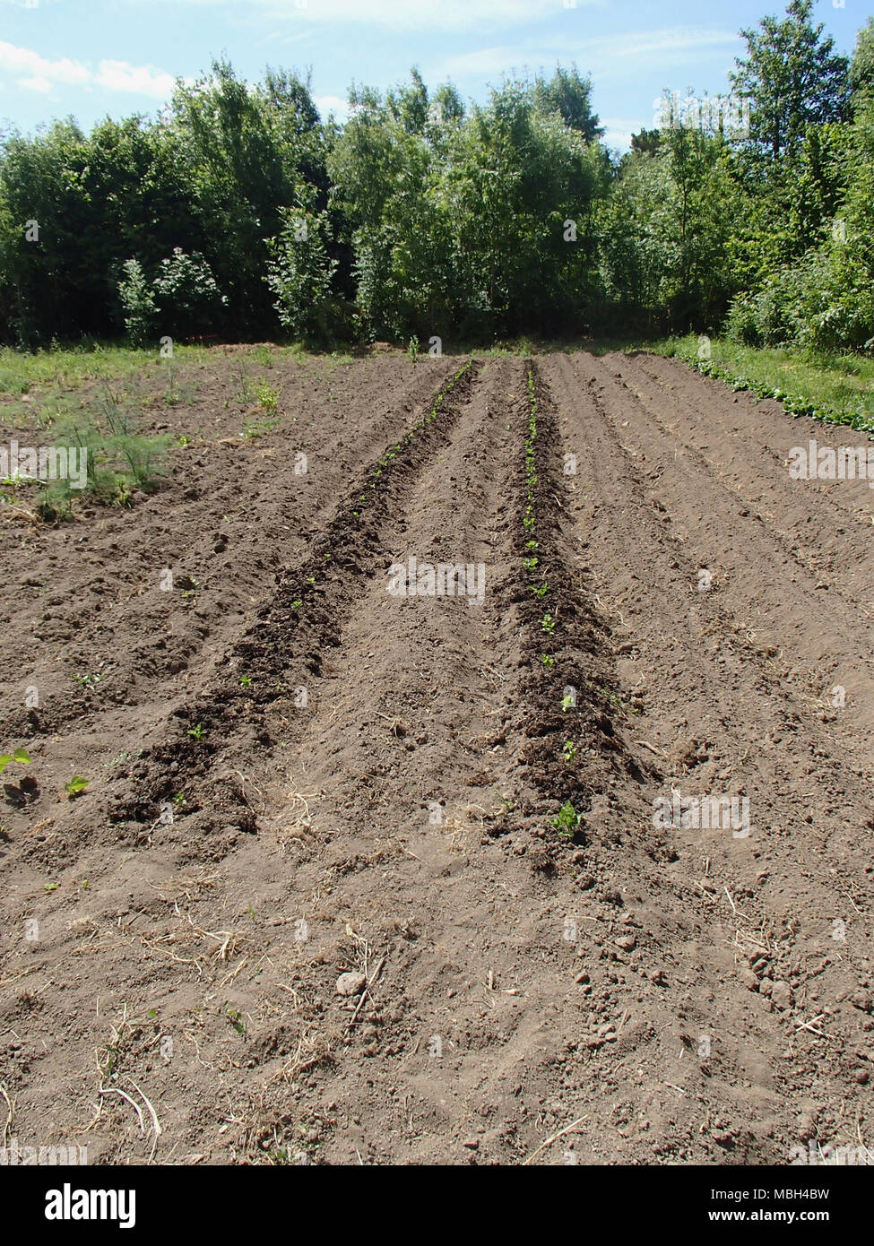 Neue Setzlinge in einem gepflegten organischen Land Stockfoto