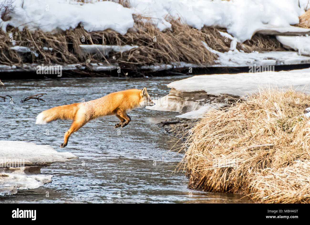 Ein roter Fuchs springt über einen Bach Stockfoto