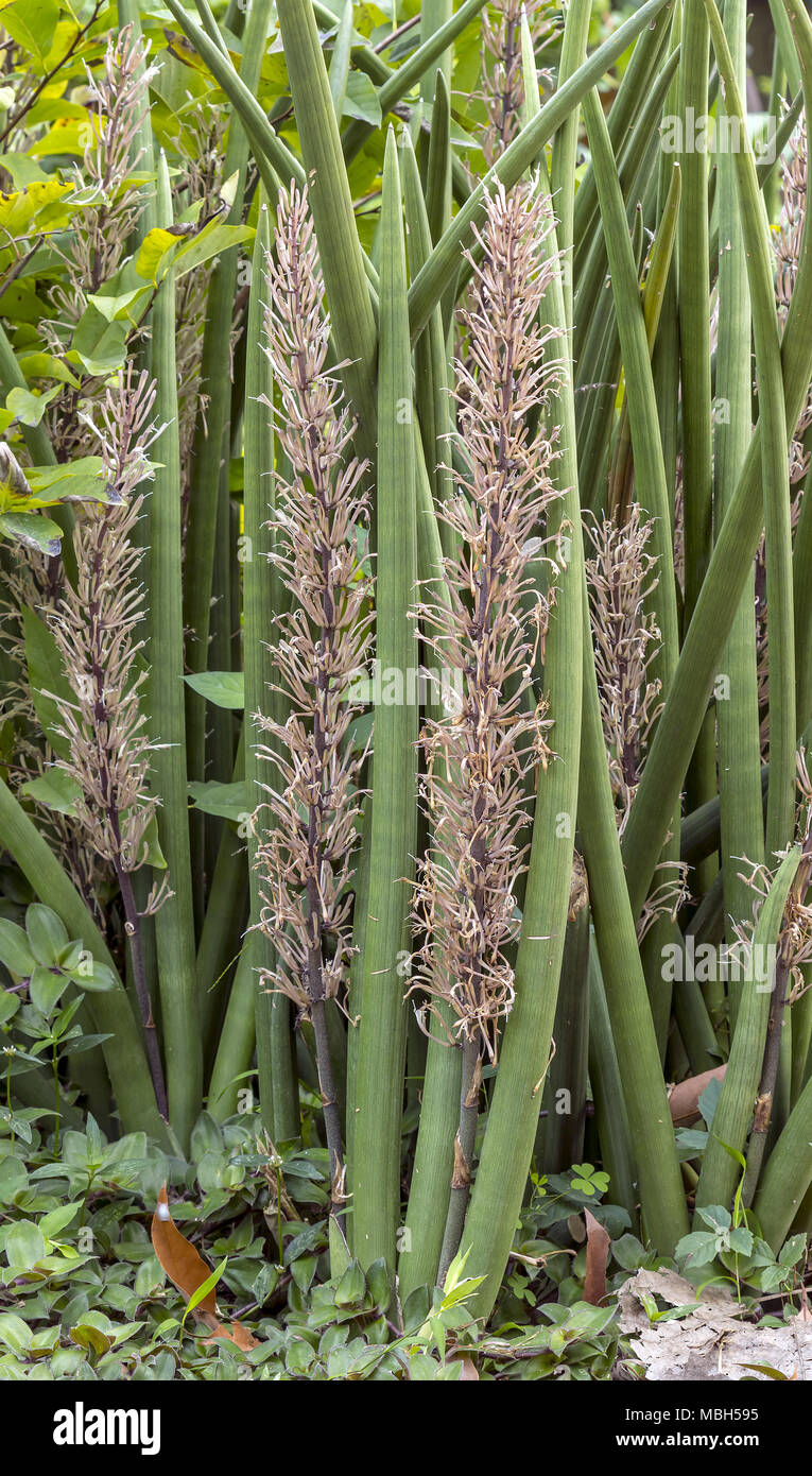 sansevieria hybrid Sansevieria 'Silver Wave'