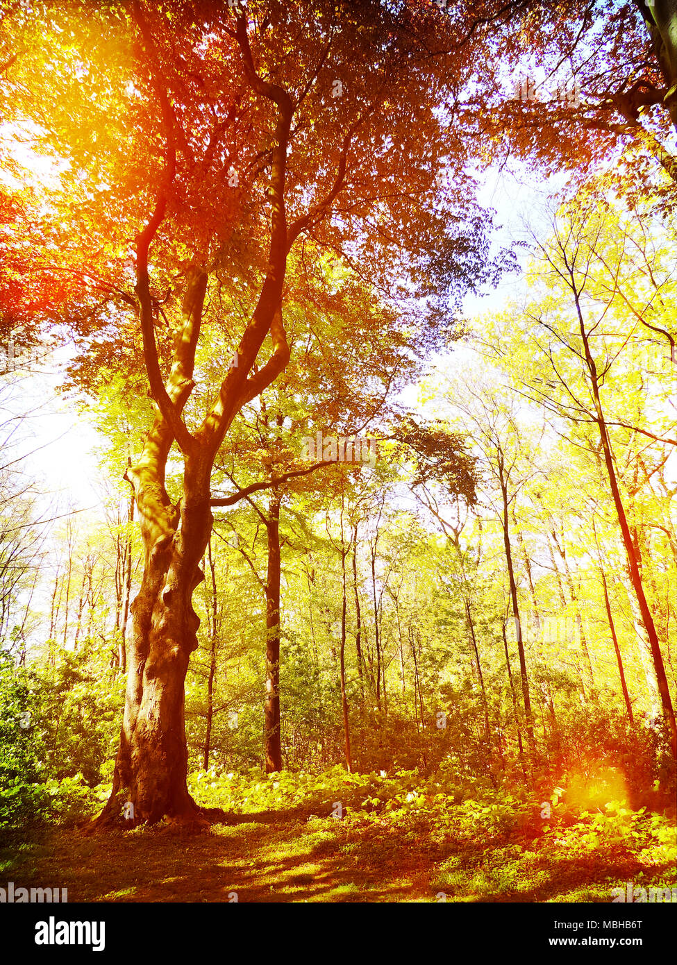 Herbst Wald Hintergrund mit Fußweg und Golden Sun. Herbst Szene mit Herbstlaub und farbenfrohe Bäume. Stockfoto