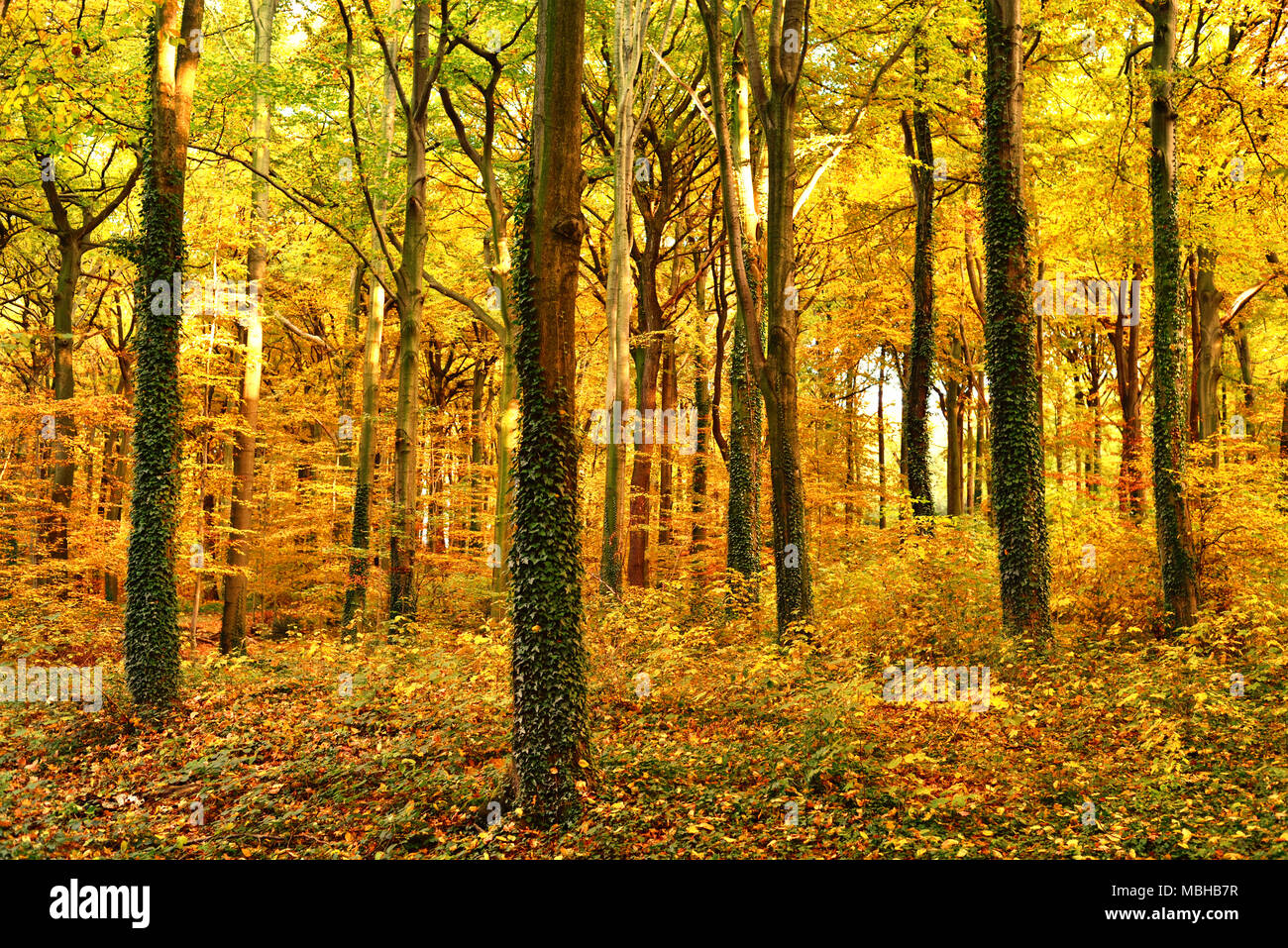 Herbst Wald Hintergrund mit Fußweg und Golden Sun. Herbst Szene mit Herbstlaub und farbenfrohe Bäume. Stockfoto