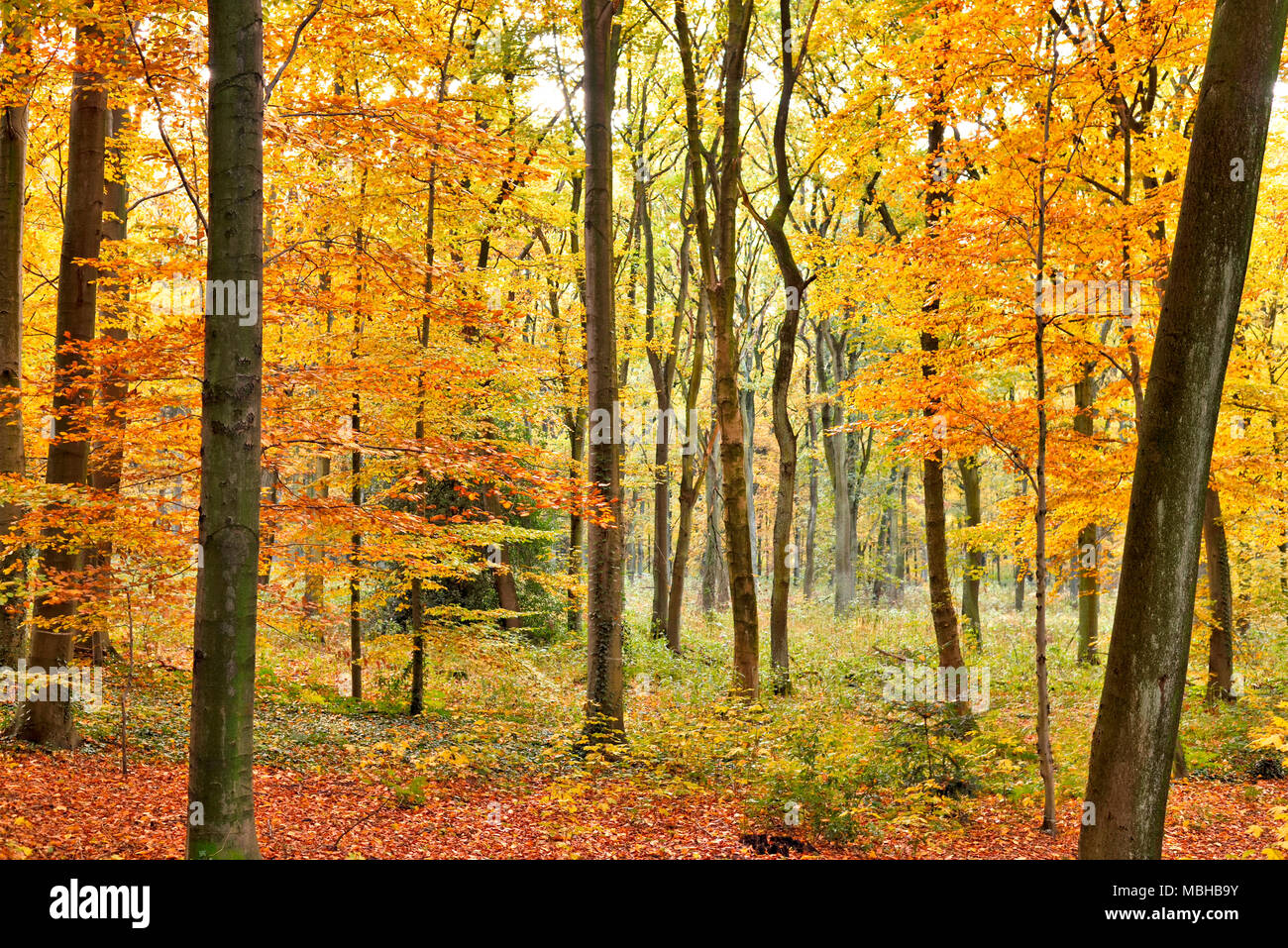 Herbst Wald Hintergrund mit Fußweg und Golden Sun. Herbst Szene mit Herbstlaub und farbenfrohe Bäume. Stockfoto